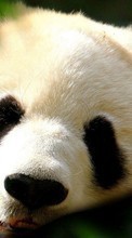 Pandas,Animals per Samsung Galaxy Pocket Plus