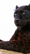 Scaricare immagine Panthers, Animals sul telefono gratis.