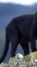 Scaricare immagine 1080x1920 Animals, Panthers sul telefono gratis.
