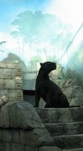 Scaricare immagine Panthers, Animals sul telefono gratis.
