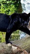 Scaricare immagine Panthers,Animals sul telefono gratis.