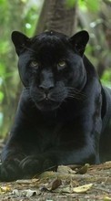Panthers,Animals per LG Optimus L9 P765