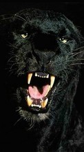 Scaricare immagine 1024x600 Animals, Panthers sul telefono gratis.