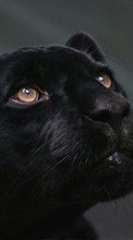 Scaricare immagine Animals, Panthers sul telefono gratis.