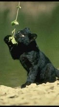 Scaricare immagine Animals, Panthers sul telefono gratis.
