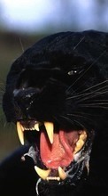 Scaricare immagine 128x160 Animals, Panthers sul telefono gratis.
