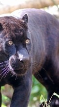 Scaricare immagine 320x480 Animals, Panthers sul telefono gratis.