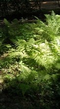 Scaricare immagine Ferns,Landscape sul telefono gratis.
