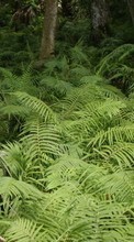 Scaricare immagine Ferns, Plants sul telefono gratis.