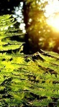 Scaricare immagine Ferns, Plants sul telefono gratis.