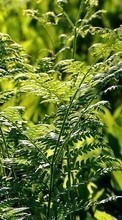 Scaricare immagine Ferns,Plants sul telefono gratis.