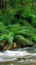 Scaricare immagine 800x480 Plants, Rivers, Ferns sul telefono gratis.