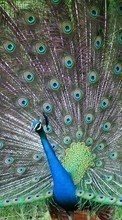 Scaricare immagine Peacocks,Birds,Animals sul telefono gratis.