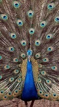 Scaricare immagine Peacocks,Birds,Animals sul telefono gratis.