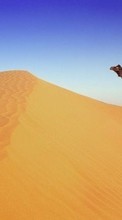 Scaricare immagine Animals, Landscape, Sand, Desert, Camels sul telefono gratis.