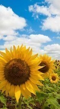 Landscape,Sunflowers,Fields per Samsung Galaxy S20