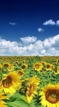 Landscape,Sunflowers,Fields per Samsung E1232