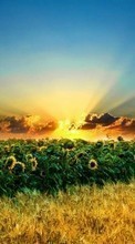 Scaricare immagine Landscape,Sunflowers,Fields sul telefono gratis.