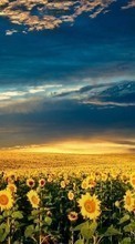 Scaricare immagine Landscape,Sunflowers,Fields,Nature sul telefono gratis.