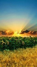 Scaricare immagine Landscape,Sunflowers,Fields,Sunset sul telefono gratis.