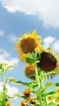 Scaricare immagine Landscape,Sunflowers,Plants sul telefono gratis.