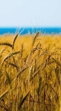 Scaricare immagine 480x800 Landscape, Fields, Wheat sul telefono gratis.