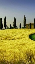 Scaricare immagine Landscape, Fields, Wheat sul telefono gratis.