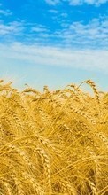 Scaricare immagine Landscape,Fields,Wheat sul telefono gratis.
