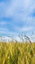 Scaricare immagine Landscape,Fields,Wheat sul telefono gratis.