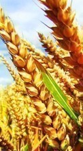 Scaricare immagine Landscape, Fields, Wheat, Plants sul telefono gratis.