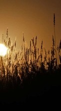 Scaricare immagine Landscape, Fields, Wheat, Sun sul telefono gratis.