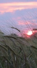 Scaricare immagine Landscape, Fields, Wheat, Sunset sul telefono gratis.