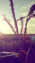 Scaricare immagine Landscape, Fields, Plants, Sun sul telefono gratis.