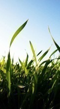 Scaricare immagine Landscape, Fields, Plants, Sun, Grass sul telefono gratis.