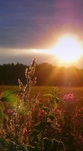 Scaricare immagine Landscape, Fields, Sun, Sunset sul telefono gratis.