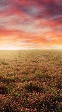 Scaricare immagine Landscape,Fields,Sunset sul telefono gratis.
