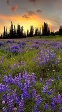 Landscape,Fields,Sunset per Samsung Galaxy Mini S5570