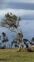 Scaricare immagine Landscape,Nature,Giraffes,Animals sul telefono gratis.