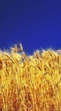 Scaricare immagine Landscape,Wheat sul telefono gratis.