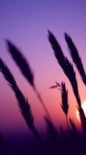 Scaricare immagine Nature, Wheat, Sun, Sunset sul telefono gratis.