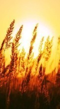 Scaricare immagine Landscape,Wheat,Sunset sul telefono gratis.