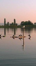 Scaricare immagine Landscape,Birds,Rivers sul telefono gratis.