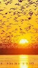 Scaricare immagine Landscape,Birds,Sunset sul telefono gratis.