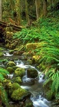 Scaricare immagine Plants, Landscape, Rivers sul telefono gratis.