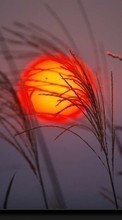Scaricare immagine Landscape, Plants, Sun, Sunset sul telefono gratis.