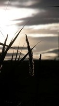 Scaricare immagine 320x480 Plants, Landscape, Sunset, Grass sul telefono gratis.