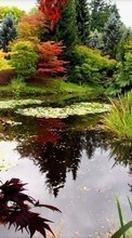 Scaricare immagine 240x320 Plants, Landscape, Water sul telefono gratis.