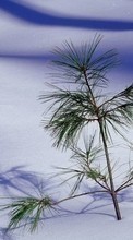 Scaricare immagine Landscape,Snow,Pine sul telefono gratis.