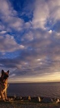 Scaricare immagine Landscape,Dogs,Animals sul telefono gratis.
