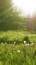 Scaricare immagine Landscape,Sun,Grass sul telefono gratis.